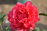 山茶花應(yīng)該怎么種植？