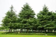 新植樹(shù)木養(yǎng)護(hù)管理六要點(diǎn)